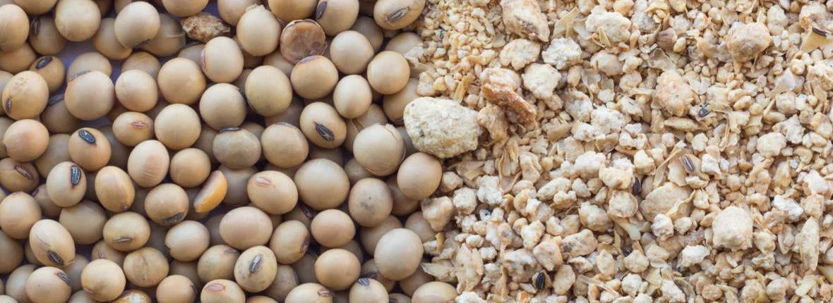 Soybean Meal