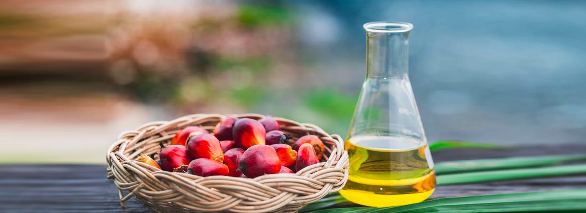 RBD Palm Oil