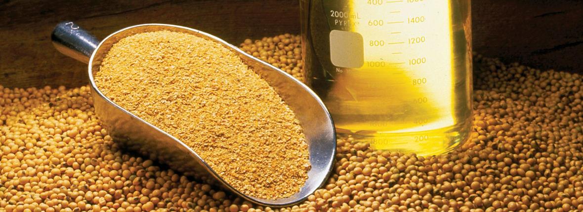 Oilseed Processing