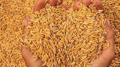 Grains